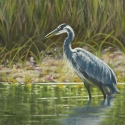 Blue Heron