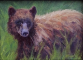Little Bear